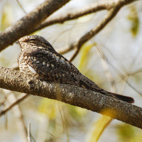 Lesser Nighthawk